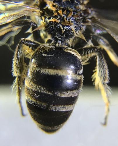 Colletes sp.